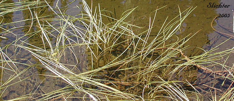 Floating leaves of Floating Bur-reed, Narrowleaf Bur-reed, Narrow-leaved Bur-reed: Sparganium angustifolium (Synonyms: Sparganium angustifolium var. multipedunculatum, Sparganium emersum var. angustifolium, Sparganium emersum var. multipedunculatum, Sparganium multipedunculatum, Sparganium simplex var. multipedunculatum)