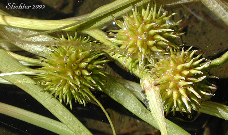 Close-up of the female flower heads of Floating Bur-reed, Narrowleaf Bur-reed, Narrow-leaved Bur-reed: Sparganium angustifolium (Synonyms: Sparganium angustifolium var. multipedunculatum, Sparganium emersum var. angustifolium, Sparganium emersum var. multipedunculatum, Sparganium multipedunculatum, Sparganium simplex var. multipedunculatum)