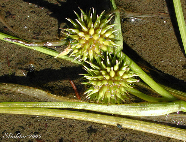 A close-up of the female flower heads of Floating Bur-reed, Narrowleaf Bur-reed, Narrow-leaved Bur-reed: Sparganium angustifolium (Synonyms: Sparganium angustifolium var. multipedunculatum, Sparganium emersum var. angustifolium, Sparganium emersum var. multipedunculatum, Sparganium multipedunculatum, Sparganium simplex var. multipedunculatum)