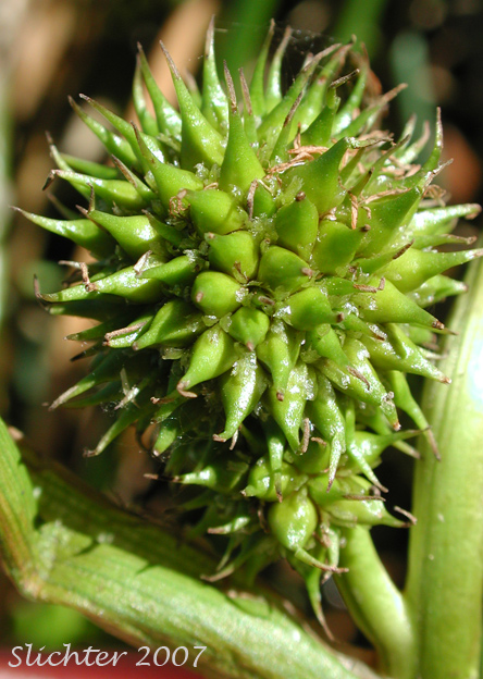 Close-up of the female flowering head of Broad-fruit Bur-reed, Broad-fruited Bur-reed: Sparganium eurycarpum (Synonyms: Sparganium californicum, Sparganium erectum, Sparganium erectum ssp. stoloniferum, Sparganium erectum ssp. stoloniferum, Sparganium eurycarpum ssp. eurycarpum, Sparganium eurycarpum var. greenei, Sparganium greenei)