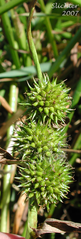 Close-up of the female inflorescences of Broad-fruit Bur-reed, Broad-fruited Bur-reed: Sparganium eurycarpum (Synonyms: Sparganium californicum, Sparganium erectum, Sparganium erectum ssp. stoloniferum, Sparganium erectum ssp. stoloniferum, Sparganium eurycarpum ssp. eurycarpum, Sparganium eurycarpum var. greenei, Sparganium greenei)