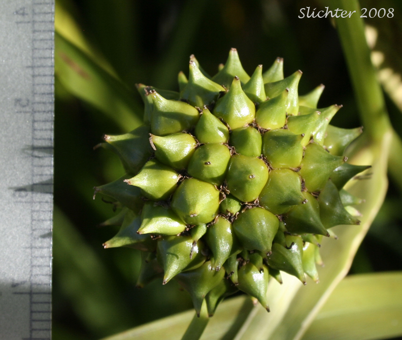 Close-up of the female flowering head (post bloom) of Broad-fruit Bur-reed, Broad-fruited Bur-reed: Sparganium eurycarpum (Synonyms: Sparganium californicum, Sparganium erectum, Sparganium erectum ssp. stoloniferum, Sparganium erectum ssp. stoloniferum, Sparganium eurycarpum ssp. eurycarpum, Sparganium eurycarpum var. greenei, Sparganium greenei)