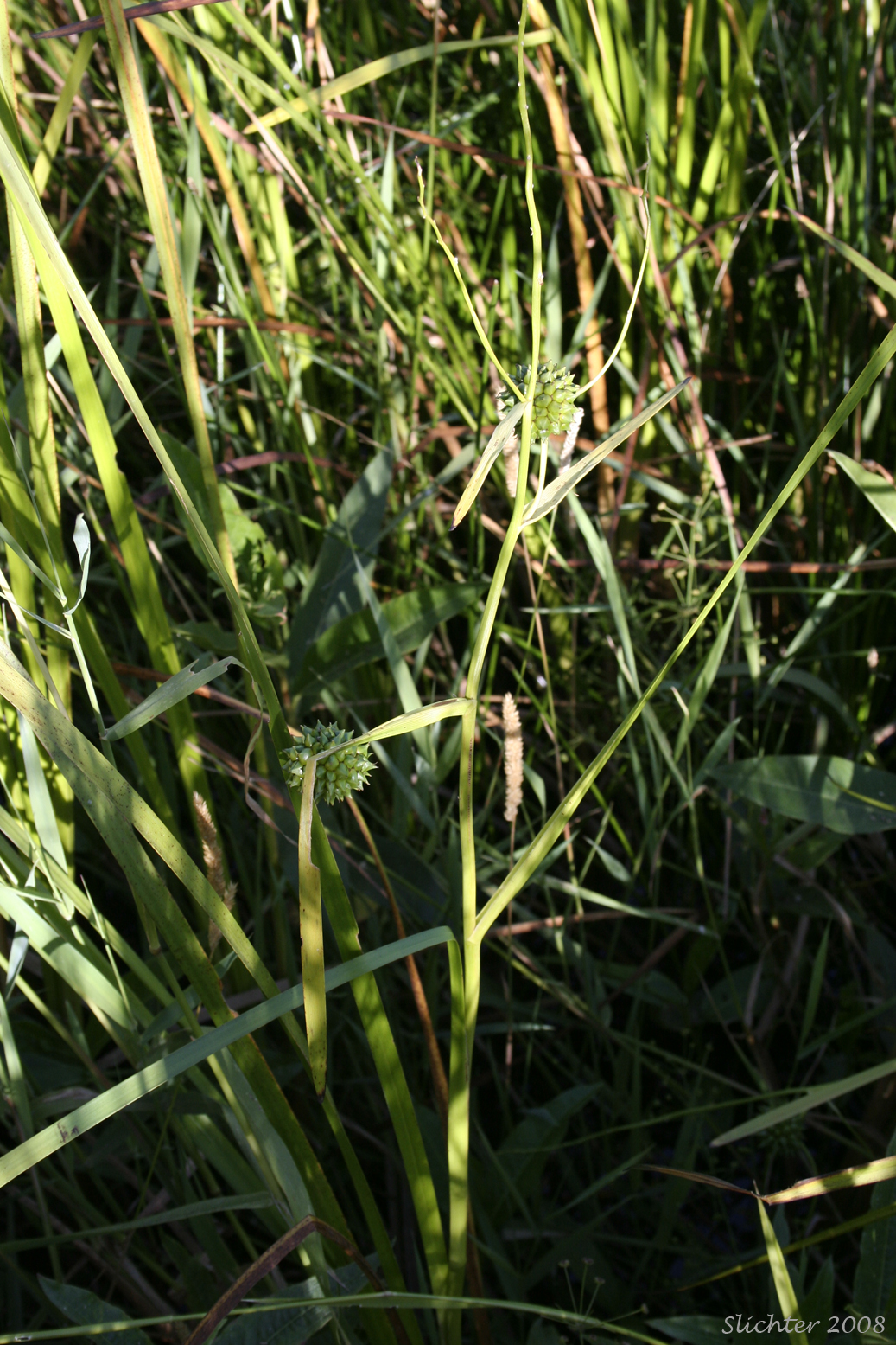 Broad-fruit Bur-reed, Broad-fruited Bur-reed: Sparganium eurycarpum (Synonyms: Sparganium californicum, Sparganium erectum, Sparganium erectum ssp. stoloniferum, Sparganium erectum ssp. stoloniferum, Sparganium eurycarpum ssp. eurycarpum, Sparganium eurycarpum var. greenei, Sparganium greenei)