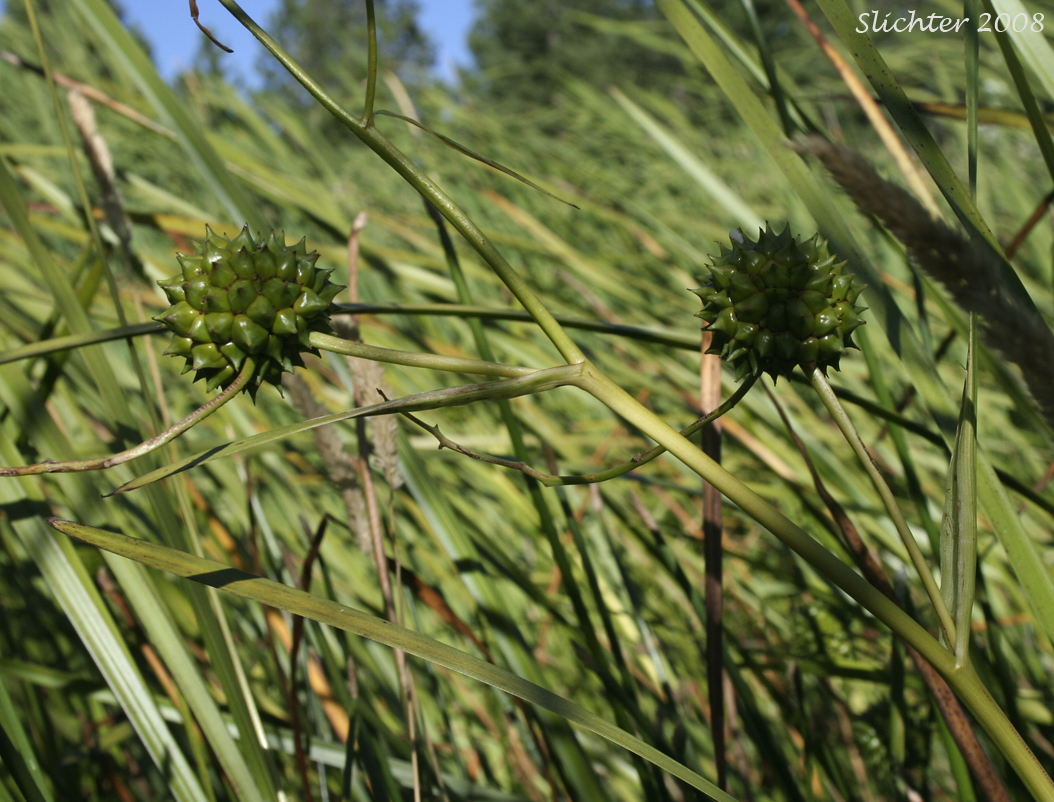 Broad-fruit Bur-reed, Broad-fruited Bur-reed: Sparganium eurycarpum (Synonyms: Sparganium californicum, Sparganium erectum, Sparganium erectum ssp. stoloniferum, Sparganium erectum ssp. stoloniferum, Sparganium eurycarpum ssp. eurycarpum, Sparganium eurycarpum var. greenei, Sparganium greenei)