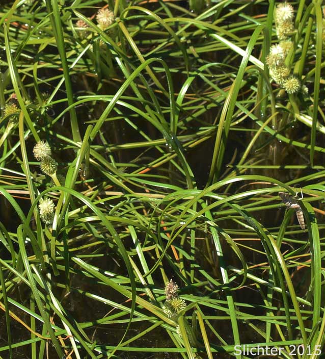 Small Bur-reed, Arctic Bur-reed: Sparganium natans (Synonym: Sparganium minimum)