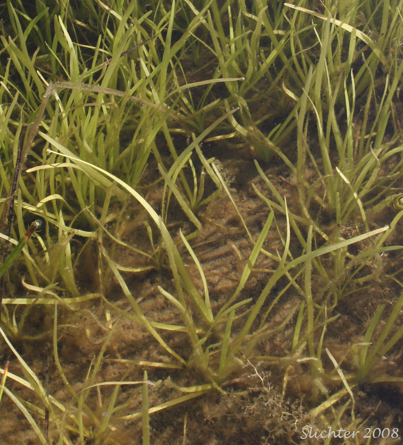 Small Bur-reed, Arctic Bur-reed: Sparganium natans (Synonym: Sparganium minimum)