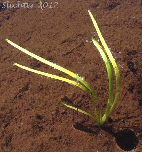 Small Bur-reed, Arctic Bur-reed: Sparganium natans (Synonym: Sparganium minimum)