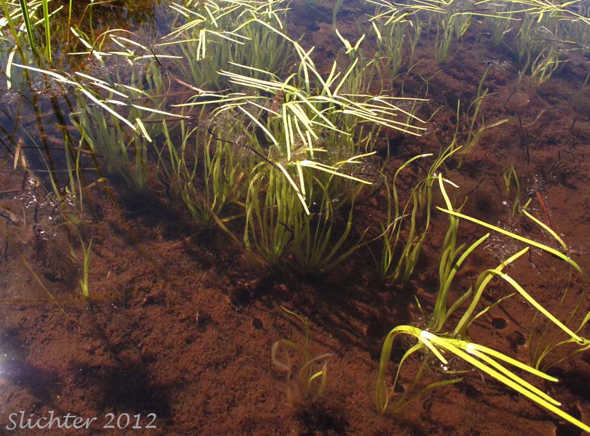 Small Bur-reed, Arctic Bur-reed: Sparganium natans (Synonym: Sparganium minimum)