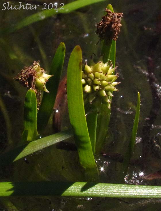 Small Bur-reed, Arctic Bur-reed: Sparganium natans (Synonym: Sparganium minimum)