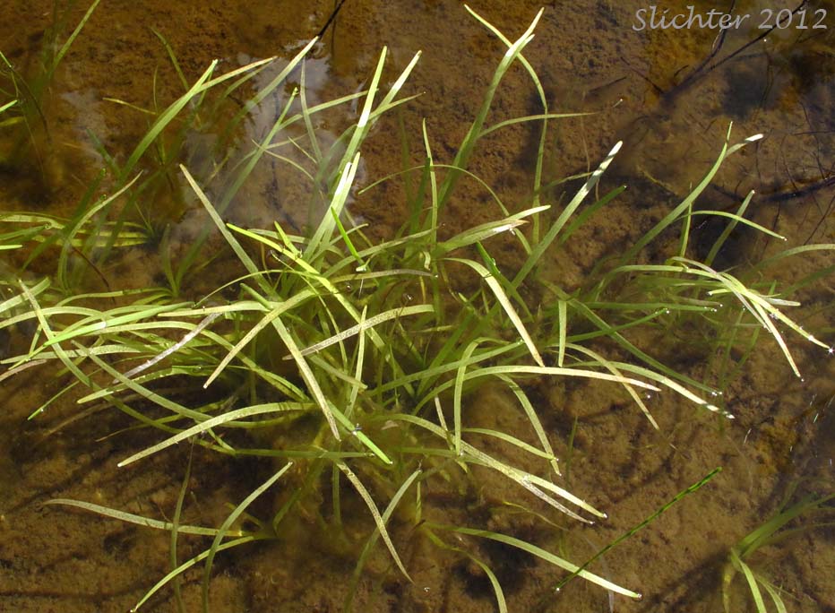 Small Bur-reed, Arctic Bur-reed: Sparganium natans (Synonym: Sparganium minimum)