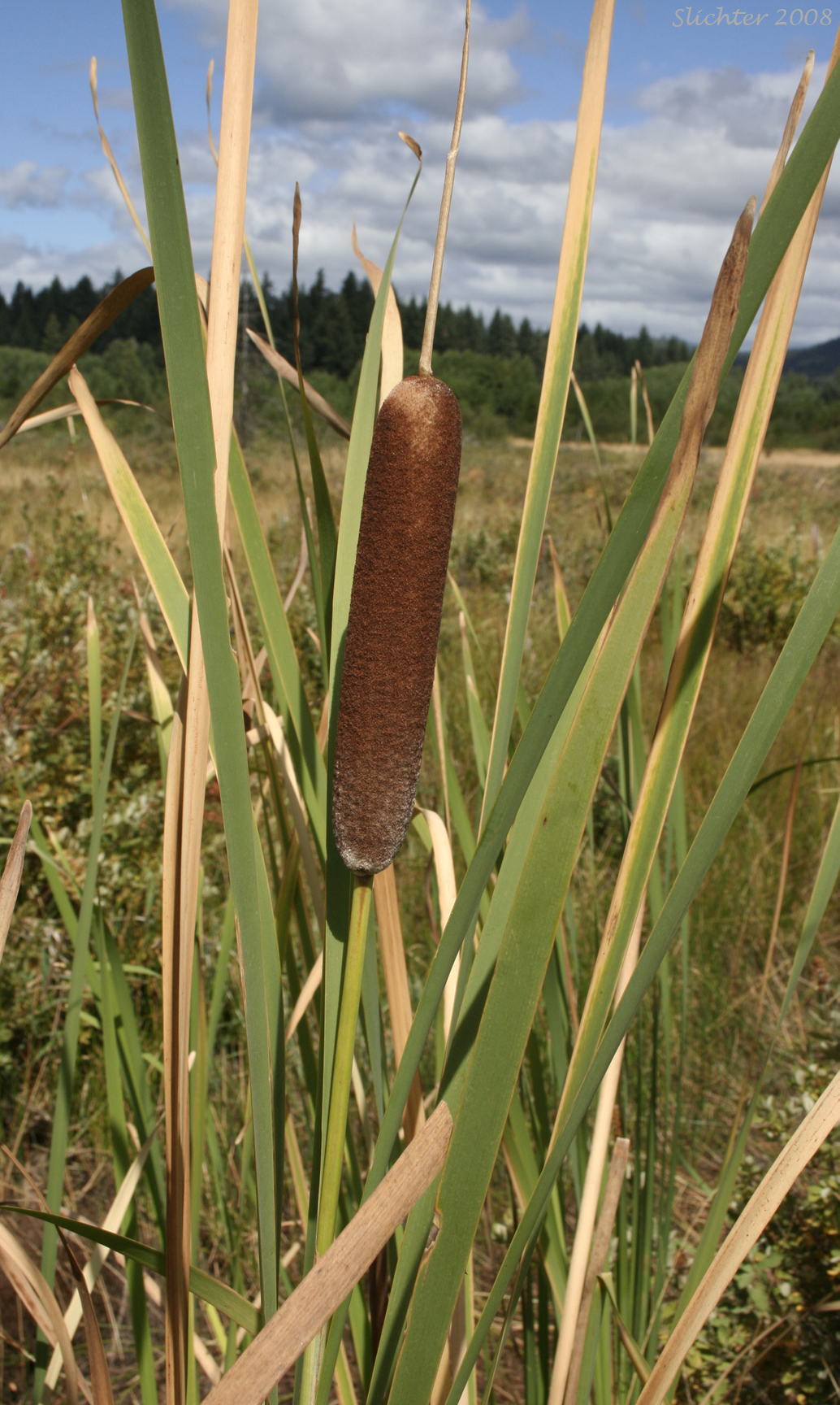 Broad-leaf Cat-tail, Common Cattail, Common Cat-tail: Typha latifolia