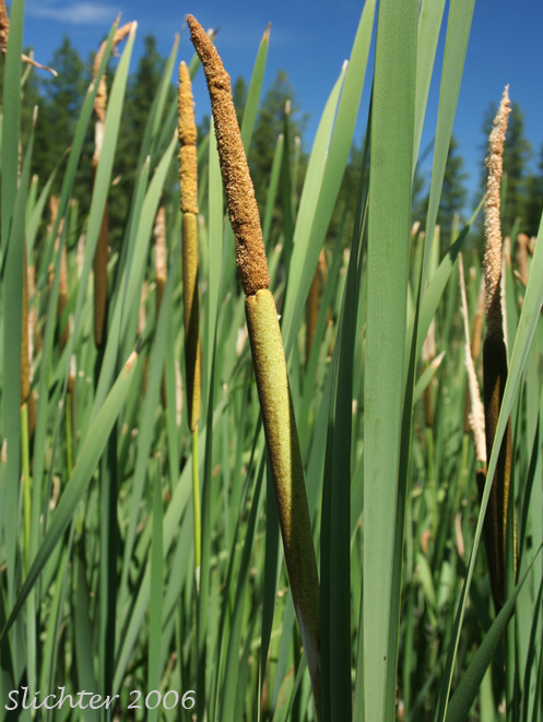 Broad-leaf Cat-tail, Common Cattail, Common Cat-tail: Typha latifolia
