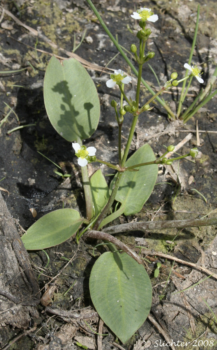 European Waterplantain, European Water-plantain, Northern Water-plantain, Northern Water Plantain: Alisma triviale (Synonyms: Alisma plantago-aquatica, Alisma plantago-aquatica var. americanum, Alisma plantago-aquatica var. plantago-aquatica)