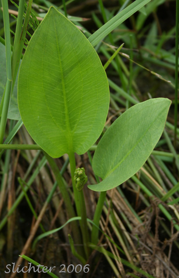 European Waterplantain, European Water-plantain, Northern Water-plantain, Northern Water Plantain: Alisma triviale (Synonyms: Alisma plantago-aquatica, Alisma plantago-aquatica var. americanum, Alisma plantago-aquatica var. plantago-aquatica)