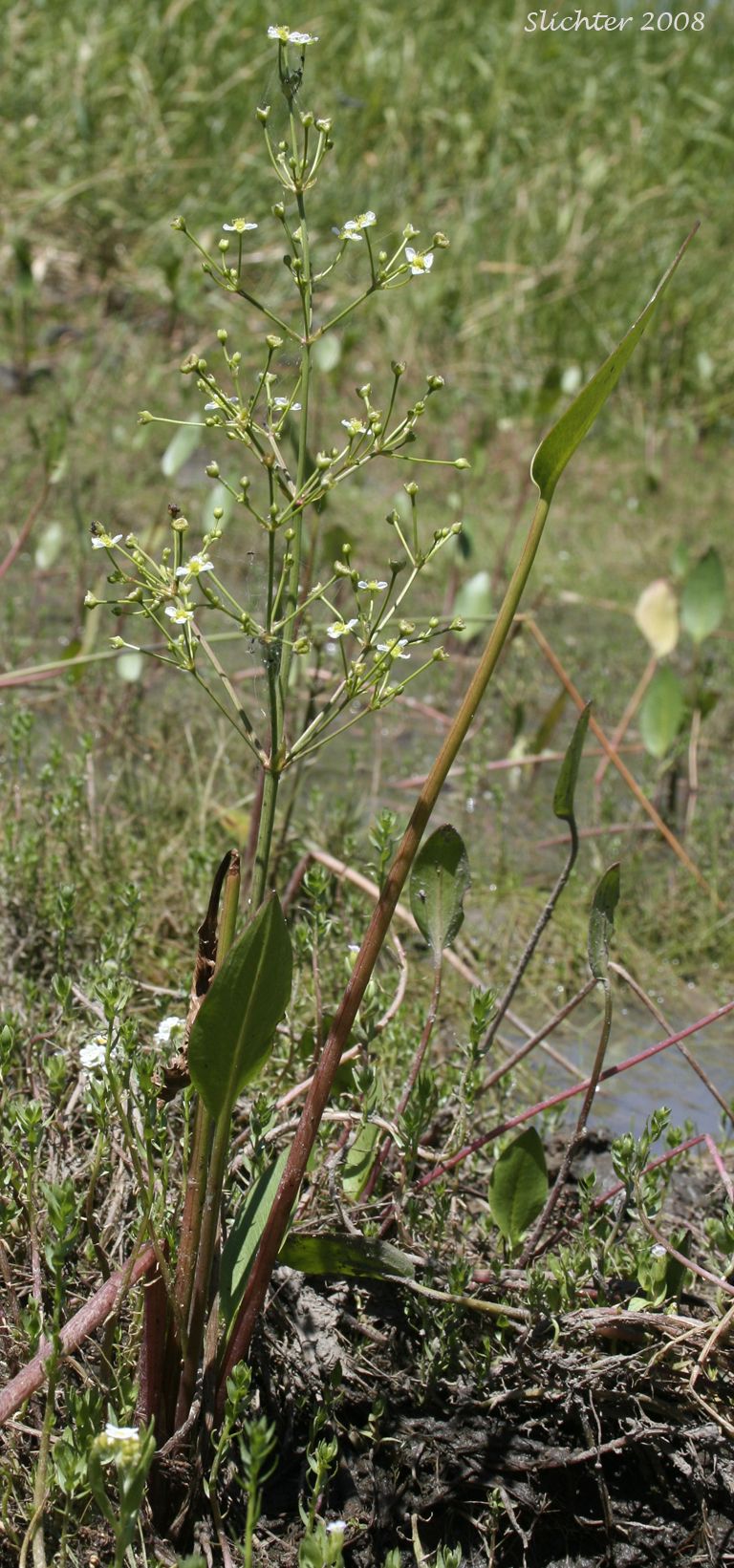 European Waterplantain, European Water-plantain, Northern Water-plantain, Northern Water Plantain: Alisma triviale (Synonyms: Alisma plantago-aquatica, Alisma plantago-aquatica var. americanum, Alisma plantago-aquatica var. plantago-aquatica)