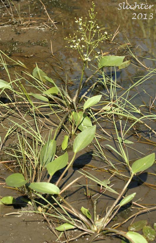 European Waterplantain, European Water-plantain, Northern Water-plantain: Alisma triviale (Synonyms: Alisma plantago-aquatica, Alisma plantago-aquatica var. americanum, Alisma plantago-aquatica var. plantago-aquatica)