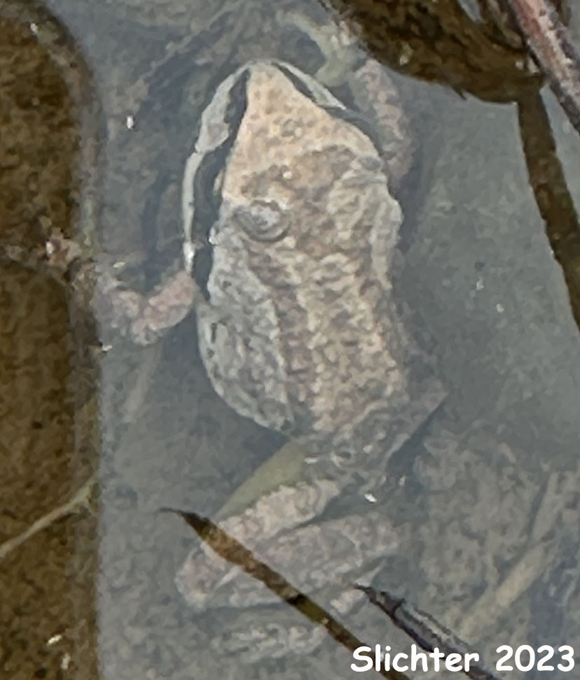 Pacific Treefrog, Chorus Frog: Pseudacris regilla