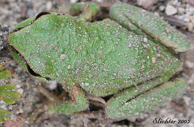 Pacific Treefrog, Chorus Frog: Pseudacris regilla
