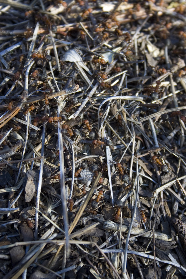 This photo shows another view of the same nest of mound and crater ants alongside the Willard Springs Trail at Conboy National Wildlife Refuge..........October 28, 2007.
