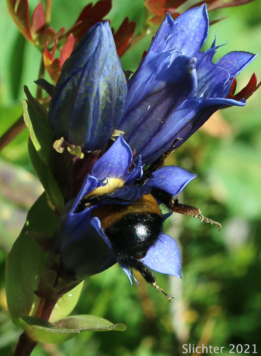 Golden Northern Bumblebee: Bombus fervidus