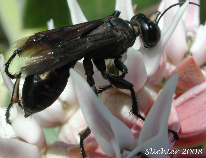 The photos on this page show what might be a wasp that was enamored of the flowers of showy milkweed (Asclepias speciosa) as seen in grasslands along Lakeside Road about one-half mile west of Fisher Hill Road, Conboy Lake NWR.........August 10, 2007.