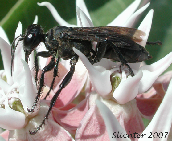 The photos on this page show what might be a wasp that was enamored of the flowers of showy milkweed (Asclepias speciosa) as seen in grasslands along Lakeside Road about one-half mile west of Fisher Hill Road, Conboy Lake NWR.........August 10, 2007.