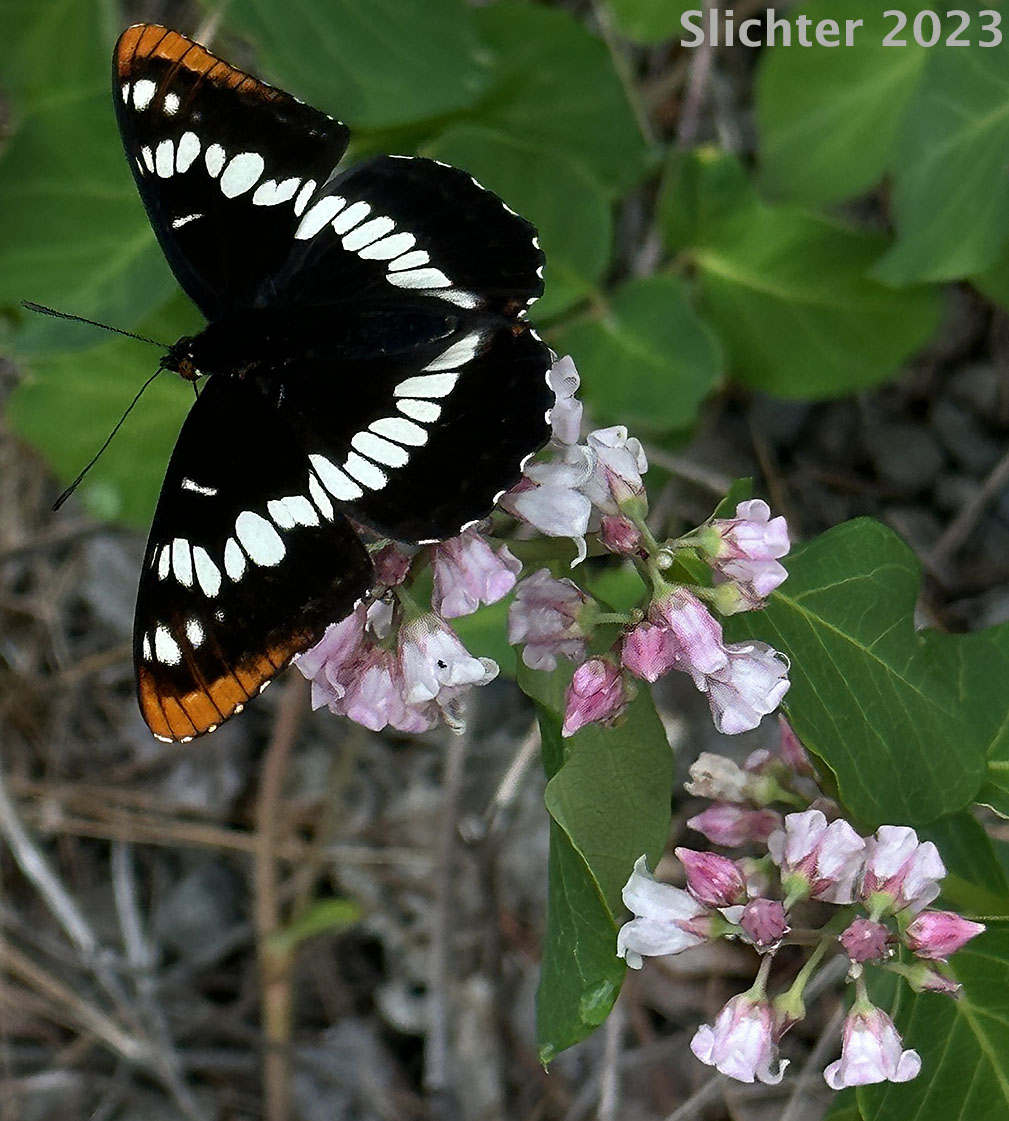 Lorquin's Admiral: Limenitis lorquini