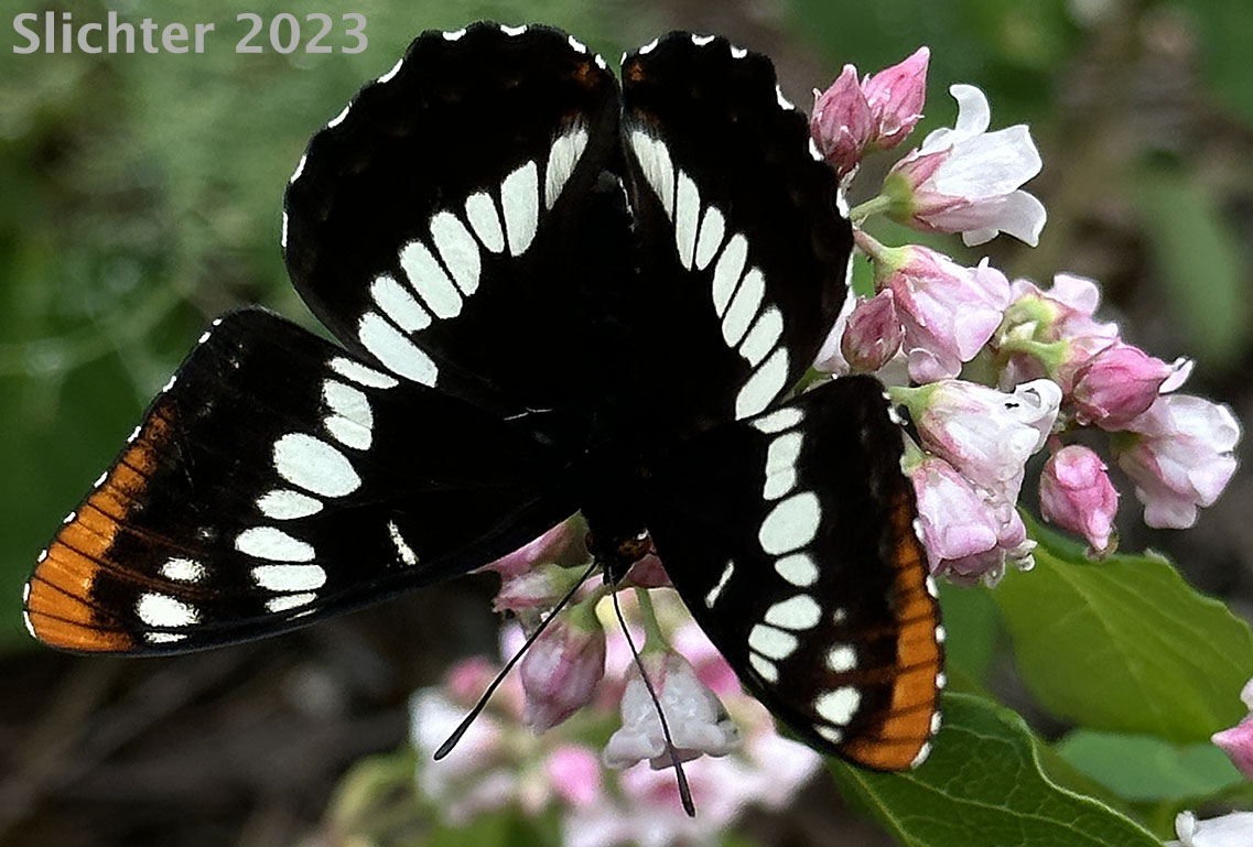 Lorquin's Admiral: Limenitis lorquini