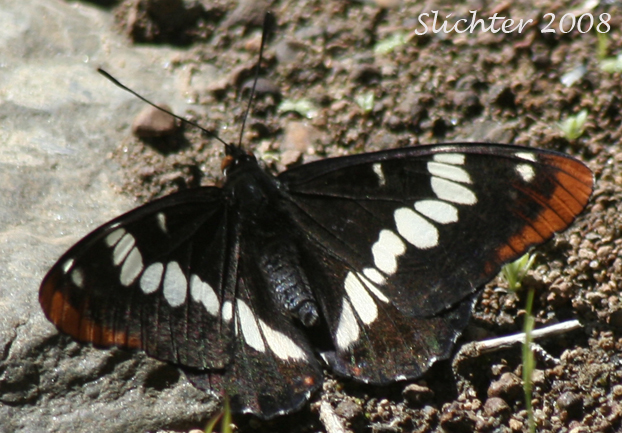 Lorquin's Admiral: Limenitis lorquini