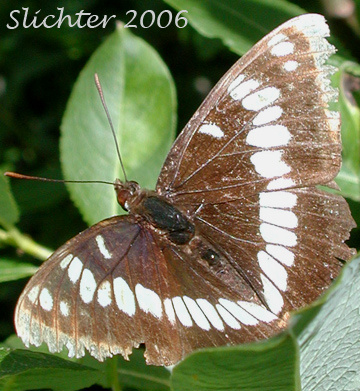 Lorquin's Admiral: Limenitis lorquini