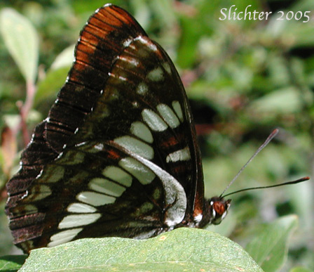 Lorquin's Admiral: Limenitis lorquini