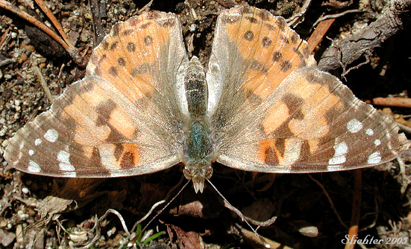 Painted Lady, Cosmopolite, Cosmopolitan Butterfly, Thistle Butterfly, Painted Beauty, Cynthia of the Thistle: Vanessa cardui