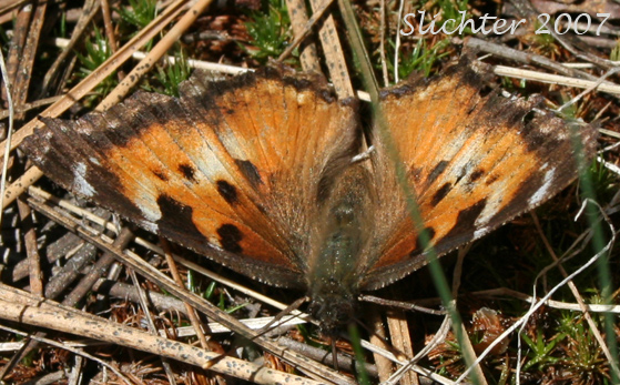 California Tortoiseshell, Western Tortoiseshell: Nymphalis californica