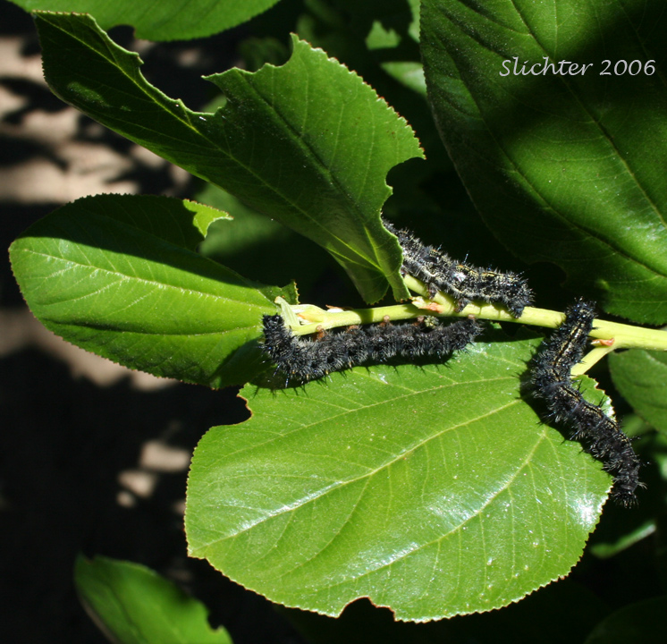 Larvae of California Tortoiseshell, Western Tortoiseshell: Nymphalis californica