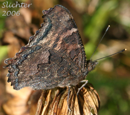 California Tortoiseshell, Western Tortoiseshell: Nymphalis californica