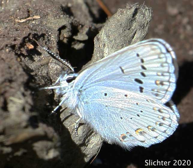 Anna's Blue: Plebejus anna