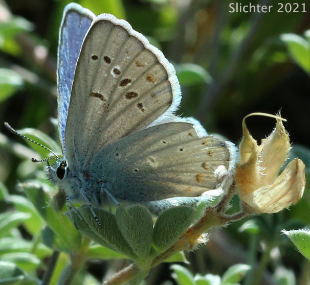 Anna's Blue: Plebejus anna