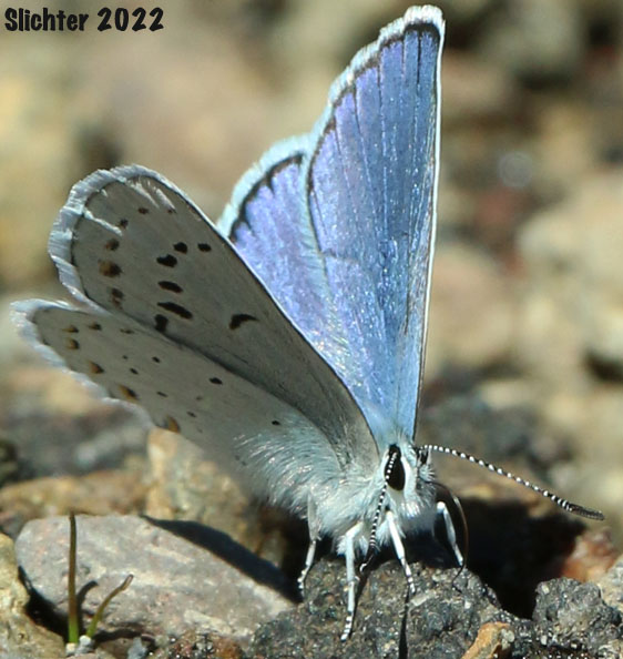 Male Anna's Blue: Plebejus anna