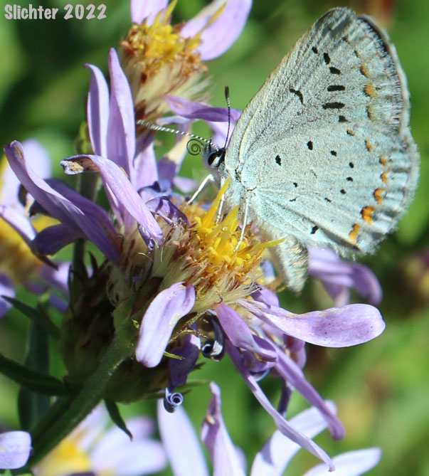 Anna's Blue: Plebejus anna
