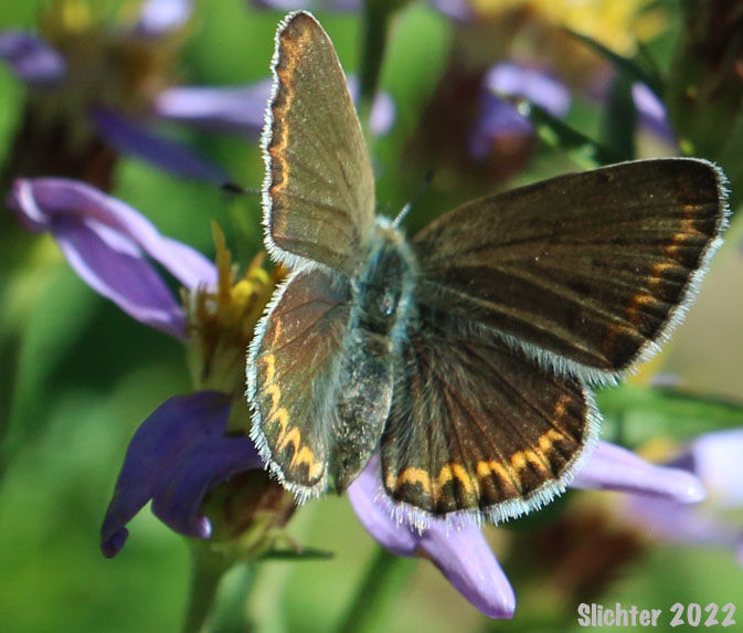 Anna's Blue: Plebejus anna