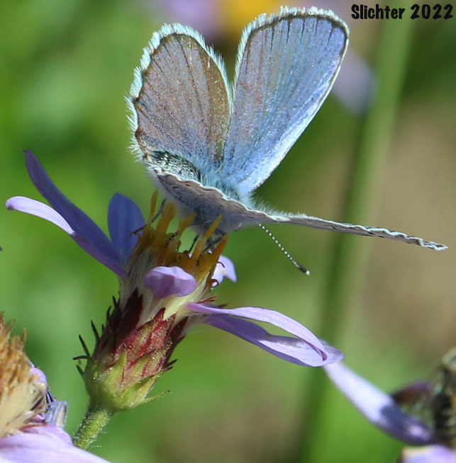 Male Anna's Blue: Plebejus anna