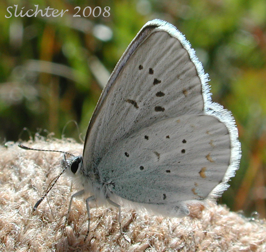 Anna's Blue: Lycaeides anna