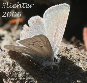 Boisduval's Blue: Icaricia icarioides