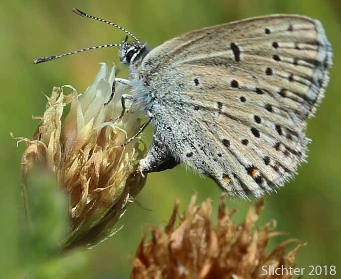 Greenish Blue: Icaricia saepiolus