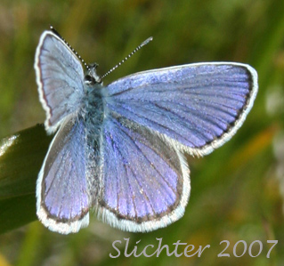 Melissa's Blue: Plebejus melissa