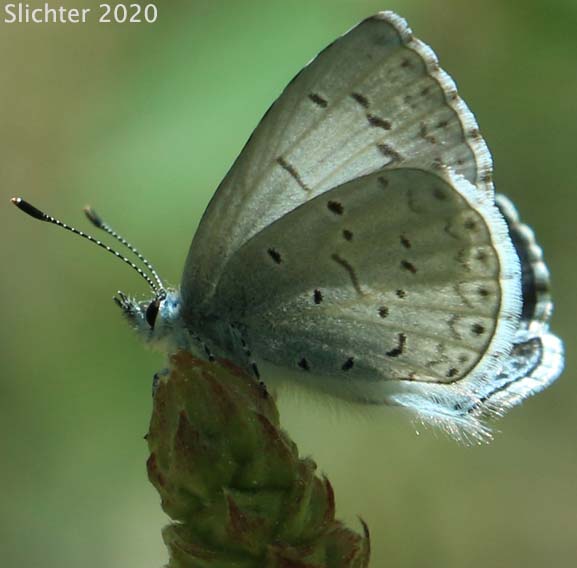 Echo Azure, Echo Blue, Spring Azure, Western Spring Azure: Celastrina echo