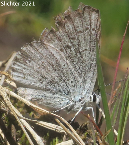 Echo Azure, Echo Blue, Spring Azure, Western Spring Azure: Celastrina echo