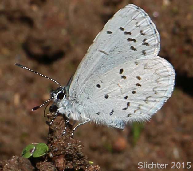 Echo Azure, Echo Blue, Spring Azure, Western Spring Azure: Celastrina echo