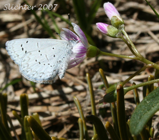 Echo Azure, Echo Blue, Spring Azure, Western Spring Azure: Celastrina echo on Claytonia lanceolata