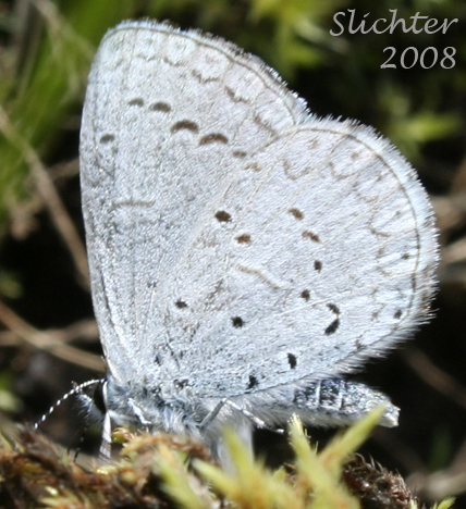 Echo Azure, Echo Blue, Spring Azure, Western Spring Azure: Celastrina echo